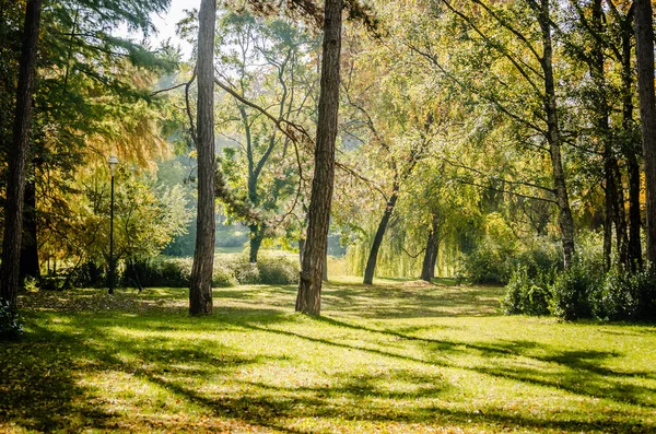 Sırbistan 'ın Novi Sad kentindeki parklardan birinde sonbahar manzarası 