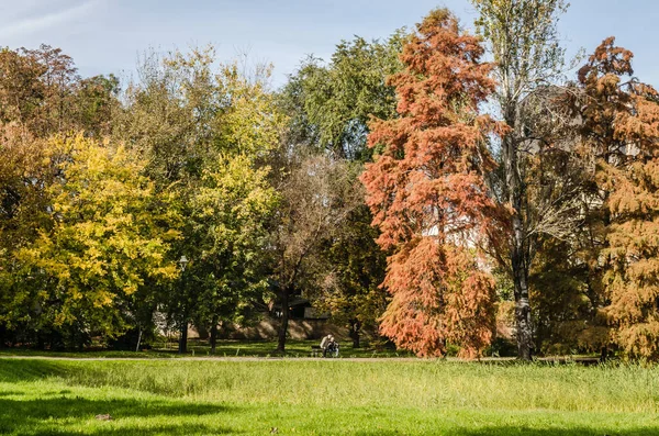 Осінні Дерева Одному Парків Міста Новий Сад Сербія — стокове фото