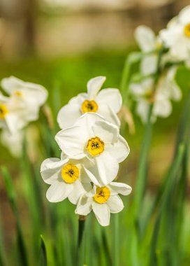 Nisan 'da bahçede sarı çekirdekli beyaz narsistler çiçek açtı. Geniş bir narsist tarlası. Bahar beyaz ve sarı çiçekler.