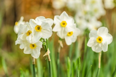 Nisan 'da bahçede sarı çekirdekli beyaz narsistler çiçek açtı. Geniş bir narsist tarlası. Bahar beyaz ve sarı çiçekler.