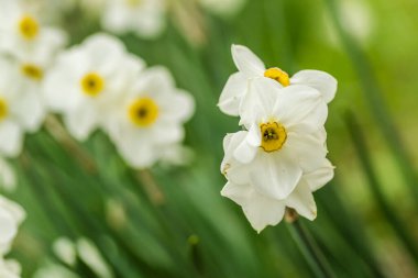Nisan 'da bahçede sarı çekirdekli beyaz narsistler çiçek açtı. Geniş bir narsist tarlası. Bahar beyaz ve sarı çiçekler.