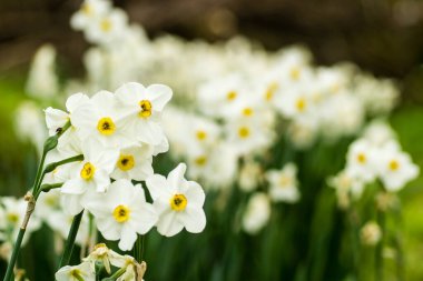 Nisan 'da bahçede sarı çekirdekli beyaz narsistler çiçek açtı. Geniş bir narsist tarlası. Bahar beyaz ve sarı çiçekler.