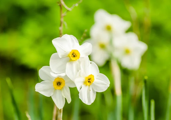 白色的水仙花在花园里绽放着黄色的花蕊 大片的水仙花 春白花和黄花 — 图库照片