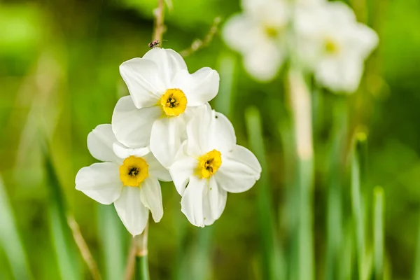 Narciso Branco Com Núcleo Amarelo Floresce Jardim Abril Grande Campo — Fotografia de Stock