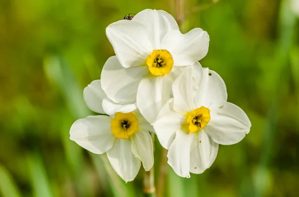 Narciso Branco Com Núcleo Amarelo Floresce Jardim Abril Grande Campo — Fotografia de Stock