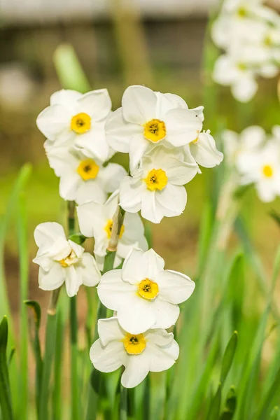 Narciso Branco Com Núcleo Amarelo Floresce Jardim Abril Grande Campo — Fotografia de Stock