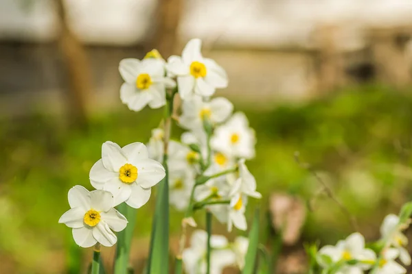 Narciso Branco Com Núcleo Amarelo Floresce Jardim Abril Grande Campo — Fotografia de Stock