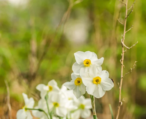 Narciso Branco Com Núcleo Amarelo Floresce Jardim Abril Grande Campo — Fotografia de Stock