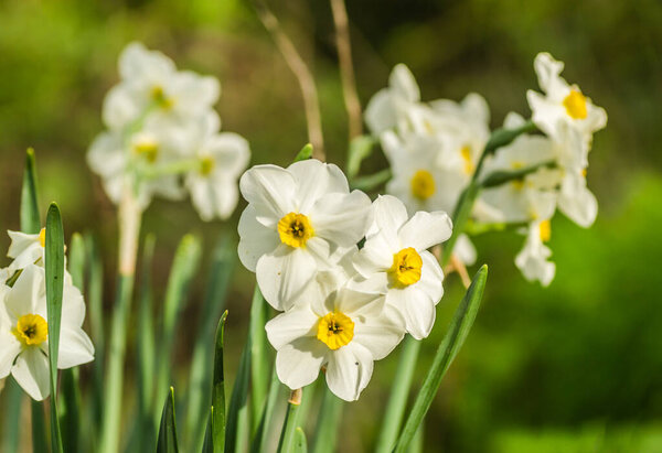 White narcissus with a yellow core bloom in the garden in April. A large field of narcissus. Spring white and yellow flowers.