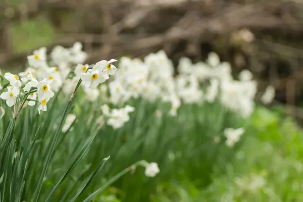 Narciso Branco Com Núcleo Amarelo Floresce Jardim Abril Grande Campo — Fotografia de Stock