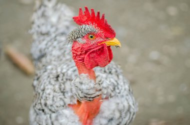 Özel bir evin bahçesinde siyah-beyaz dekoratif bir tavuk portresi.. 