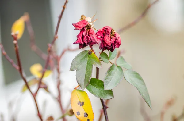 Withered red rose on the stem of the plant