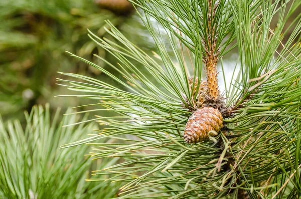 Dennenboom Tak Met Kegels Het Voorjaar — Stockfoto