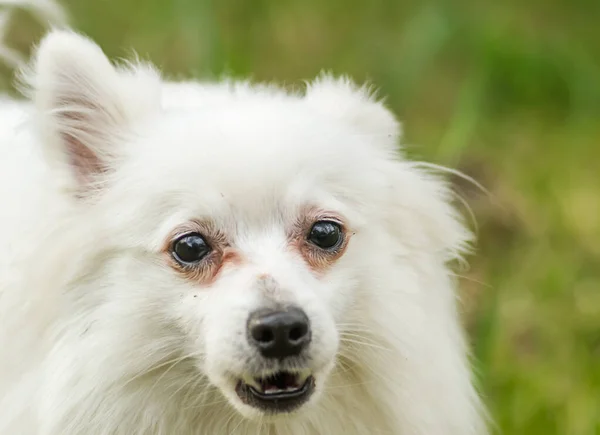 Pies Japońskiej Rasy Spitz Zielonym Trawiastym Dziedzińcu Prywatnej Własności — Zdjęcie stockowe