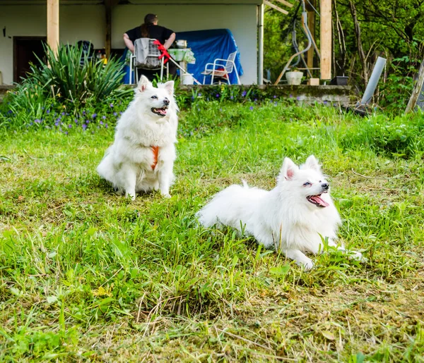 Japanese Spitz Stock Photos Royalty Free Images Page 2 Depositphotos Japanese Spitz Stock Photos Royalty Free Images Page 2 Depositphotos