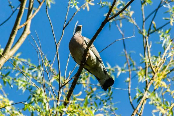 Una Hermosa Foto Del Pájaro Turtledove Situado Dosel Del Sauce — Foto de Stock