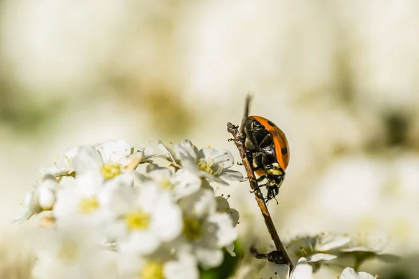 stock image Ladybug - Coccinellidae, on the small snow-white flowers of the plant Lobularia maritima Alissum maritimum. 