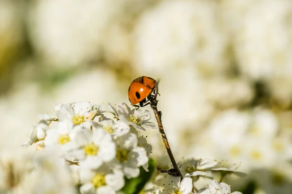 Joaninha Coccinellidae Nas Pequenas Flores Brancas Neve Planta Lobularia Maritima — Fotografia de Stock