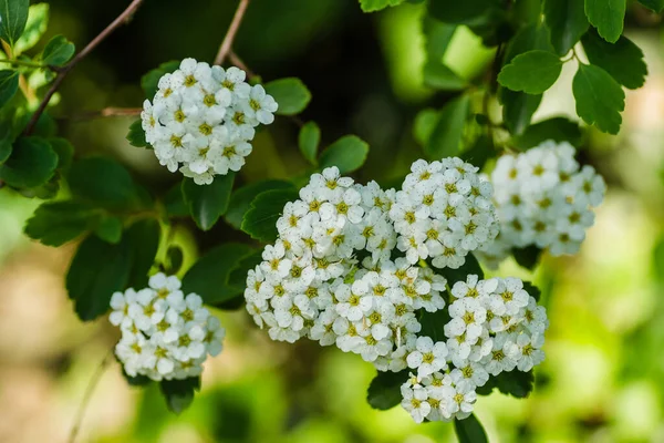 Lobularia Maritima Alissum Maritimum Sweet Alissum Sweet Alison Alissum Genus — Fotografia de Stock