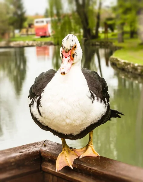 Pato Una Cerca Madera Manantial Del Río Mlava —  Fotos de Stock