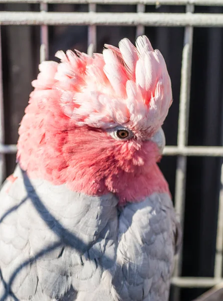 Rosa Kakadu Galah Papoušek Zajetí — Stock fotografie