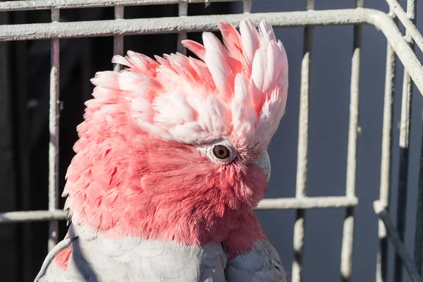 オウム科写真素材 ロイヤリティフリーオウム科画像 Depositphotos