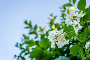 Yasemin çalısı ılık gün batımı ışığında