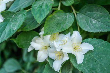 Yasemin çalısı ılık gün batımı ışığında