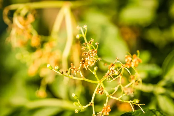 Bitkinin Güneşli Beyaz Çiçekleri Siyah Sambucus Nigra Diye Anılır Ilkbahar — Stok fotoğraf