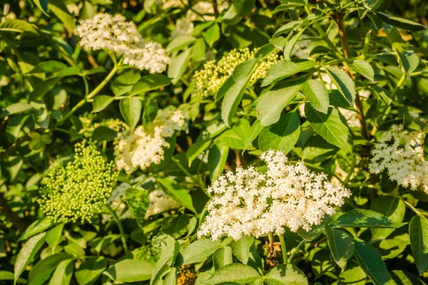 植物の日当たりの良い白い花午後の太陽の下で春の日に黒コール サンブカス ニグラ — ストック写真