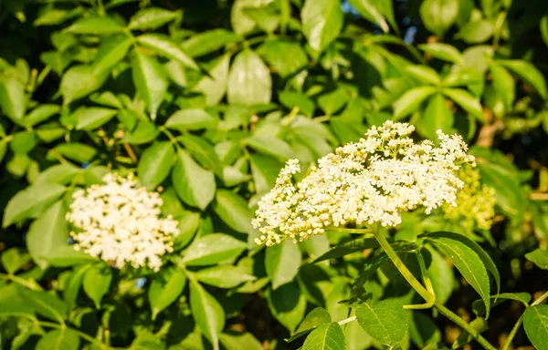 植物の日当たりの良い白い花午後の太陽の下で春の日に黒コール サンブカス ニグラ — ストック写真