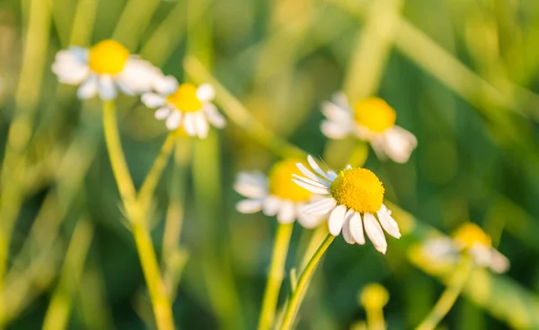 Kamomillblommor Ett Gräsfält Petrovaradin Novi Sad Vojvodina Serbien — Stockfoto