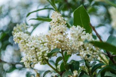 Beyaz leylak çiçekleri günbatımının sıcacık ışığında