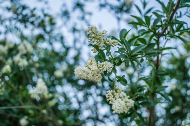 Beyaz leylak çiçekleri günbatımının sıcacık ışığında