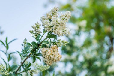 Beyaz leylak çiçekleri günbatımının sıcacık ışığında