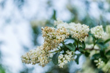 Beyaz leylak çiçekleri günbatımının sıcacık ışığında