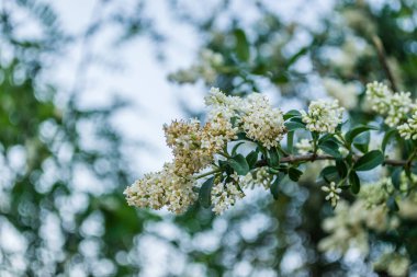 Beyaz leylak çiçekleri günbatımının sıcacık ışığında