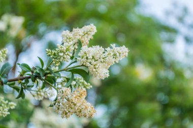 Beyaz leylak çiçekleri günbatımının sıcacık ışığında