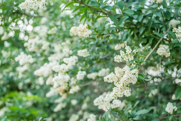 Белые Цветы Лилового Куста Теплом Свете Заката — стоковое фото