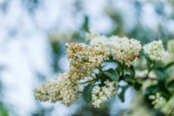 Beyaz leylak çiçekleri günbatımının sıcacık ışığında