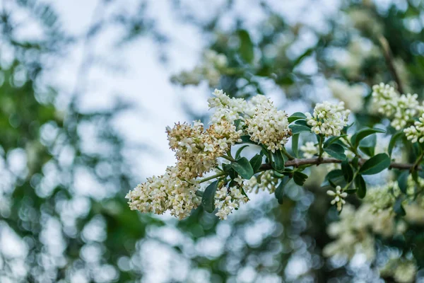 Beyaz leylak çiçekleri günbatımının sıcacık ışığında