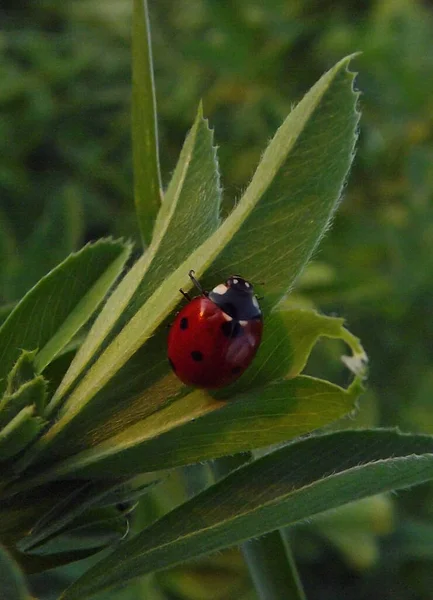 Ladybug Coccinellidae Маленьких Сніжно Білих Квітах Рослини Lobularia Maritima Alissum — стокове фото
