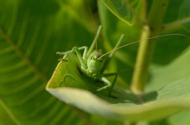 Yeşil çekirge, büyük bir çimen yaprağının üzerinde, doğal ortamında..