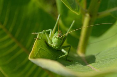 Yeşil çekirge, büyük bir çimen yaprağının üzerinde, doğal ortamında..
