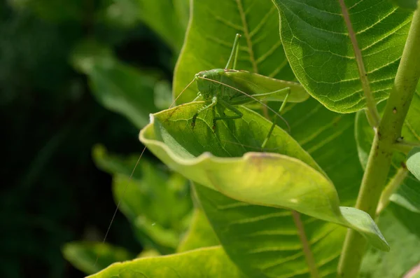 Une Sauterelle Verte Sur Une Grande Feuille Herbe Dans Son — Photo