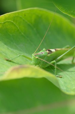 Yeşil çekirge, büyük bir çimen yaprağının üzerinde, doğal ortamında..