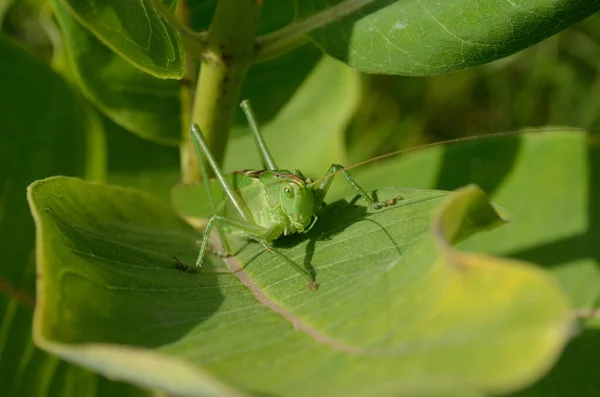Green Grasshopper Large Leaf Grass Its Natural Environment — Stock Photo, Image