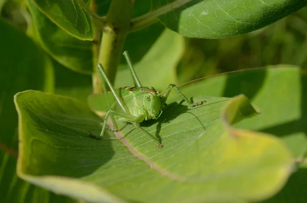 Saltamontes Verde Sobre Una Gran Hoja Hierba Entorno Natural — Foto de Stock