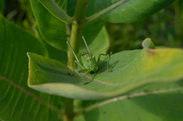 Eine Grüne Heuschrecke Auf Einem Großen Grasblatt Ihrer Natürlichen Umgebung — Stockfoto