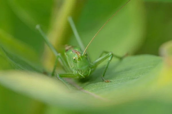 Saltamontes Verde Sobre Una Gran Hoja Hierba Entorno Natural — Foto de Stock